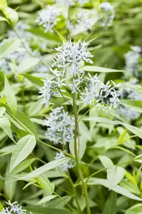 Amsonia tabern. 'Storm Cloud'      