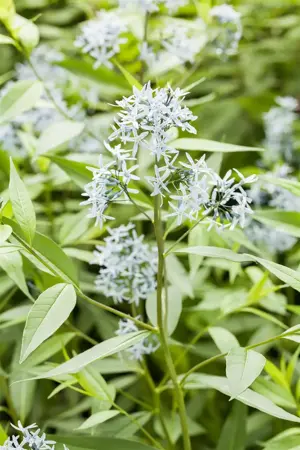 Amsonia tabernaemontana - P9 - image 1