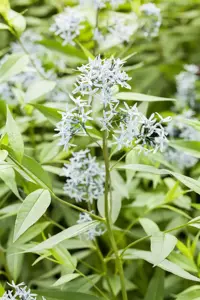 Amsonia tabernaemontana