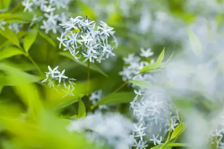 Amsonia tabernaemontana - P9 - image 2