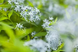 Amsonia tabernaemontana - P9 - image 2