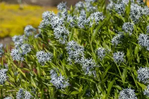 Amsonia tabernaemontana - P9 - image 3