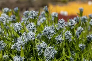 Amsonia tabernaemontana - P9 - image 4