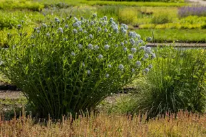 Amsonia tabernaemontana - P9 - image 5