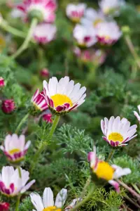 Anacyclus pyrethrum depressus - P9 - image 2