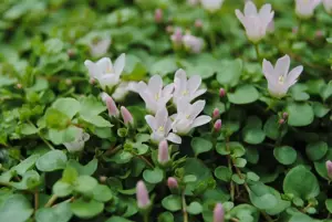 Anagallis tenella