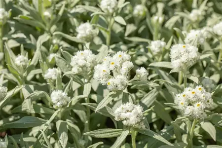 Anaphalis margaritacea - P9 - image 1