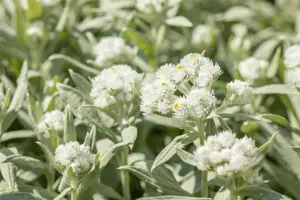 Anaphalis margaritacea - P9 - image 2
