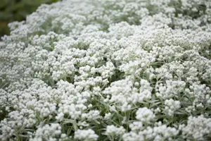 Anaphalis tripl. 'Silberregen'