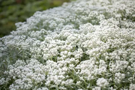 Anaphalis tripl. 'Silberregen' - P9 - image 2