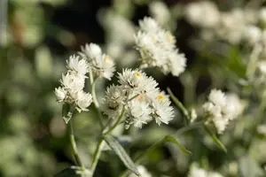 Anaphalis tripl. 'Silver Wave'