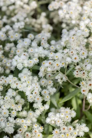 Anaphalis tripl. 'Sommerschnee' - P9 - image 4