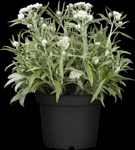Anaphalis tripl. 'Sommerschnee'