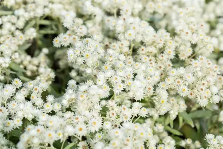 Anaphalis tripl. 'Sommerschnee' - P9 - image 3