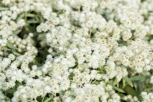 Anaphalis tripl. 'Sommerschnee' - P9 - image 3