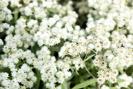 Anaphalis tripl. 'Sommerschnee' - P9 - image 5