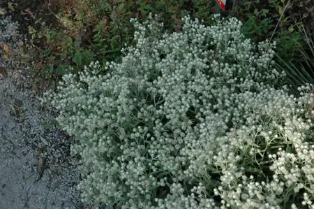 Anaphalis tripl. 'Sommerschnee' - P9 - image 2