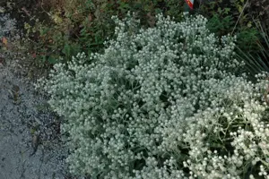 Anaphalis tripl. 'Sommerschnee' - P9 - image 2