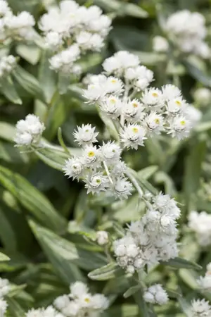 Anaphalis triplinervis - 2 Ltr pot - image 1