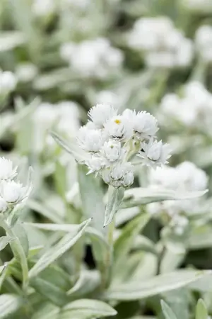 Anaphalis triplinervis - 2 Ltr pot - image 2
