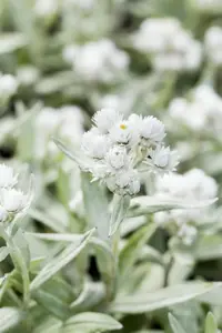 Anaphalis triplinervis - 2 Ltr pot - image 2