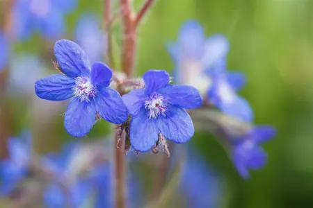 Anchusa azurea - P9 - image 1