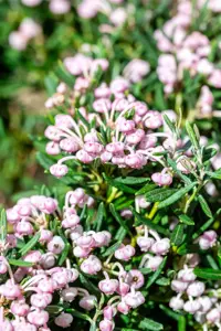 Andromeda pol. 'Blue Ice' - 1.5 Ltr pot - image 3