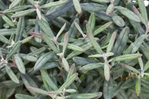 Andromeda pol. 'Blue Ice'
