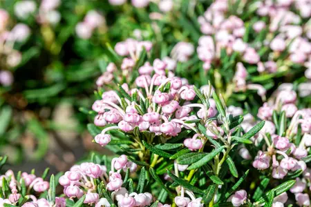 Andromeda pol. 'Blue Ice' - P11 - image 2