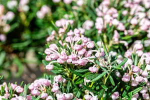 Andromeda pol. 'Blue Ice' - P11 - image 2