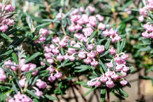 Andromeda pol. 'Blue Ice' - 1.5 Ltr pot - image 4