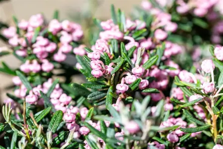 Andromeda pol. 'Blue Ice' - 1.5 Ltr pot - image 5