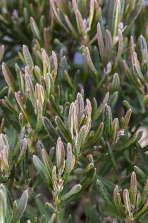Andromeda pol. 'Compacta' - 3 Ltr pot - image 2
