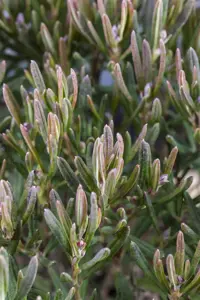 Andromeda pol. 'Compacta' - 3 Ltr pot - image 2
