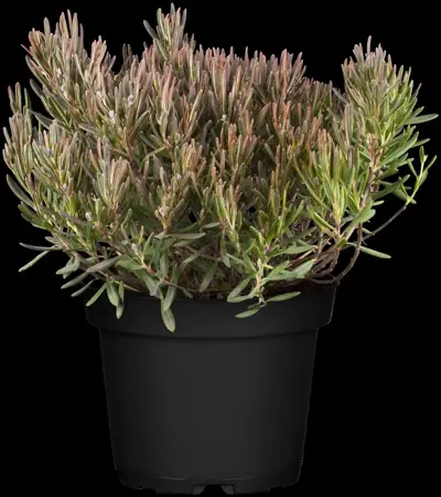 Andromeda pol. 'Compacta' - 3 Ltr pot - image 1