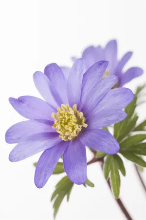 Anemone blanda - P9 - image 2