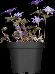 Anemone blanda