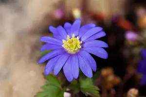 Anemone blanda - P9 - image 4