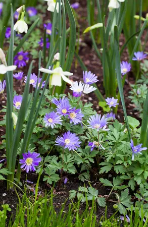 Anemone blanda - P9 - image 3
