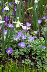 Anemone blanda - P9 - image 3