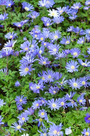 Anemone blanda 'Blue Shades' - P9 - image 2