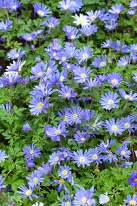 Anemone blanda 'Blue Shades' - P9 - image 2