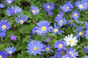 Anemone blanda 'Blue Shades'