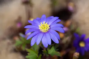 Anemone blanda 'Blue Shades' - P9 - image 3
