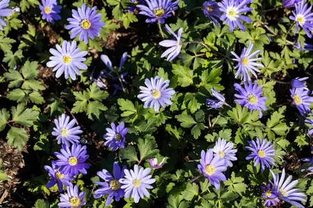 Anemone blanda 'Charmer' - flower bulb 4/6 - image 2