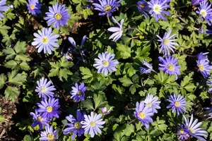 Anemone blanda 'Charmer' - flower bulb 4/6 - image 2