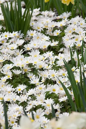 Anemone blanda 'White Splendour' - P9 - image 2