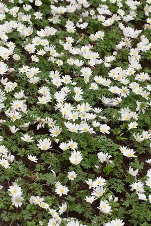 Anemone blanda 'White Splendour' - P9 - image 4