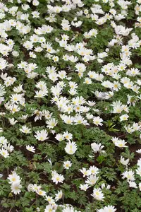 Anemone blanda 'White Splendour' - P9 - image 4