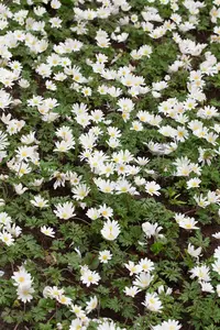 Anemone blanda 'White Splendour' - flower bulb 8/10 - image 4